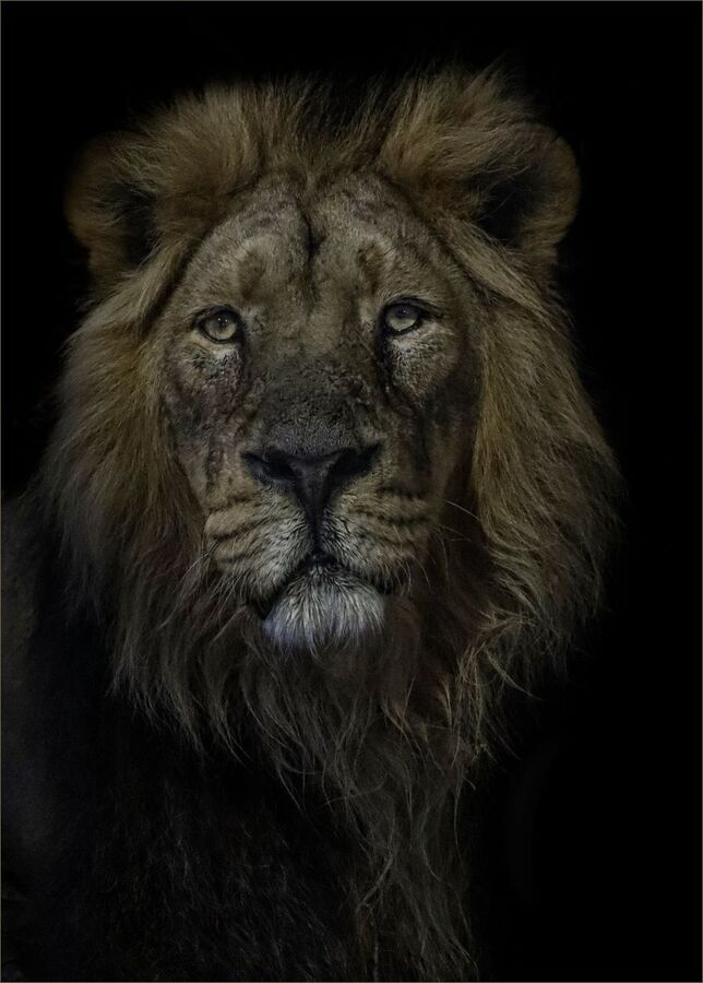 King of the savannah-Ian Parker